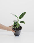 Philodendron Cobra: Monstera standleyana - 4 inch pot