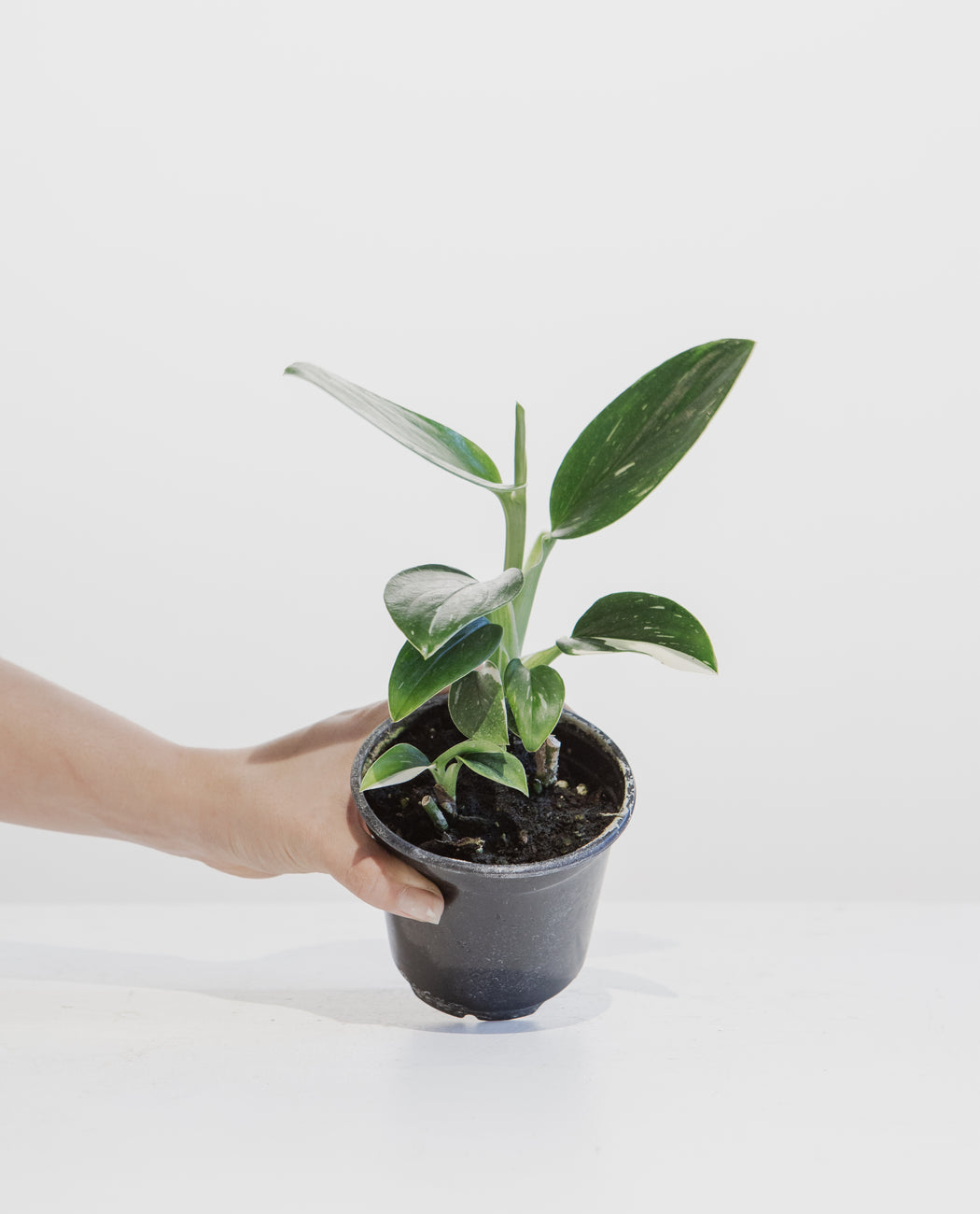 Philodendron Cobra: Monstera standleyana - 4 inch pot
