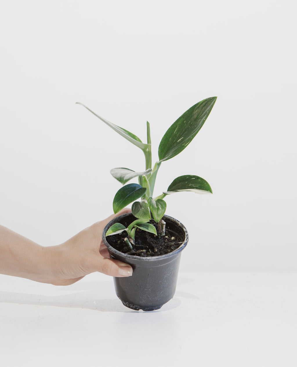 Philodendron Cobra: Monstera standleyana - 4 inch pot