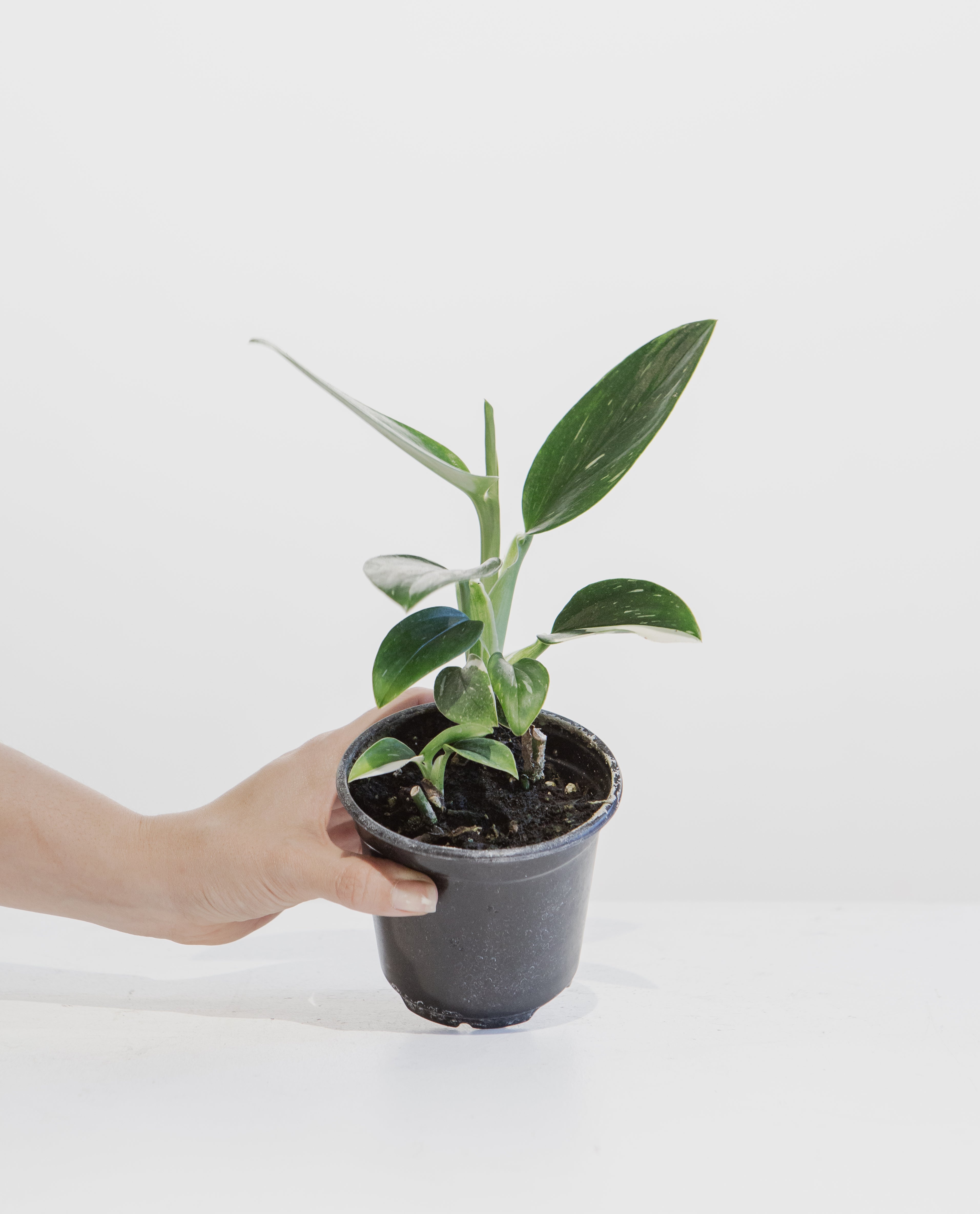 Philodendron Cobra: Monstera standleyana - 4 inch pot