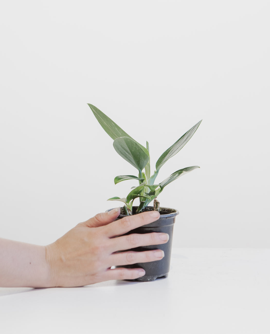Philodendron Cobra: Monstera standleyana - 4 inch pot