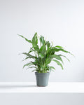 Peace Lily: Spathiphyllum - 4 inch pot