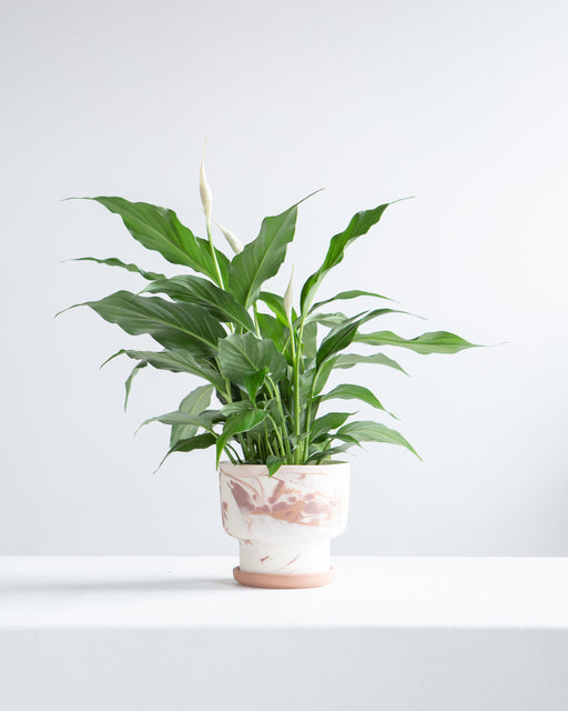 Peace Lily: Spathiphyllum - 4 inch pot