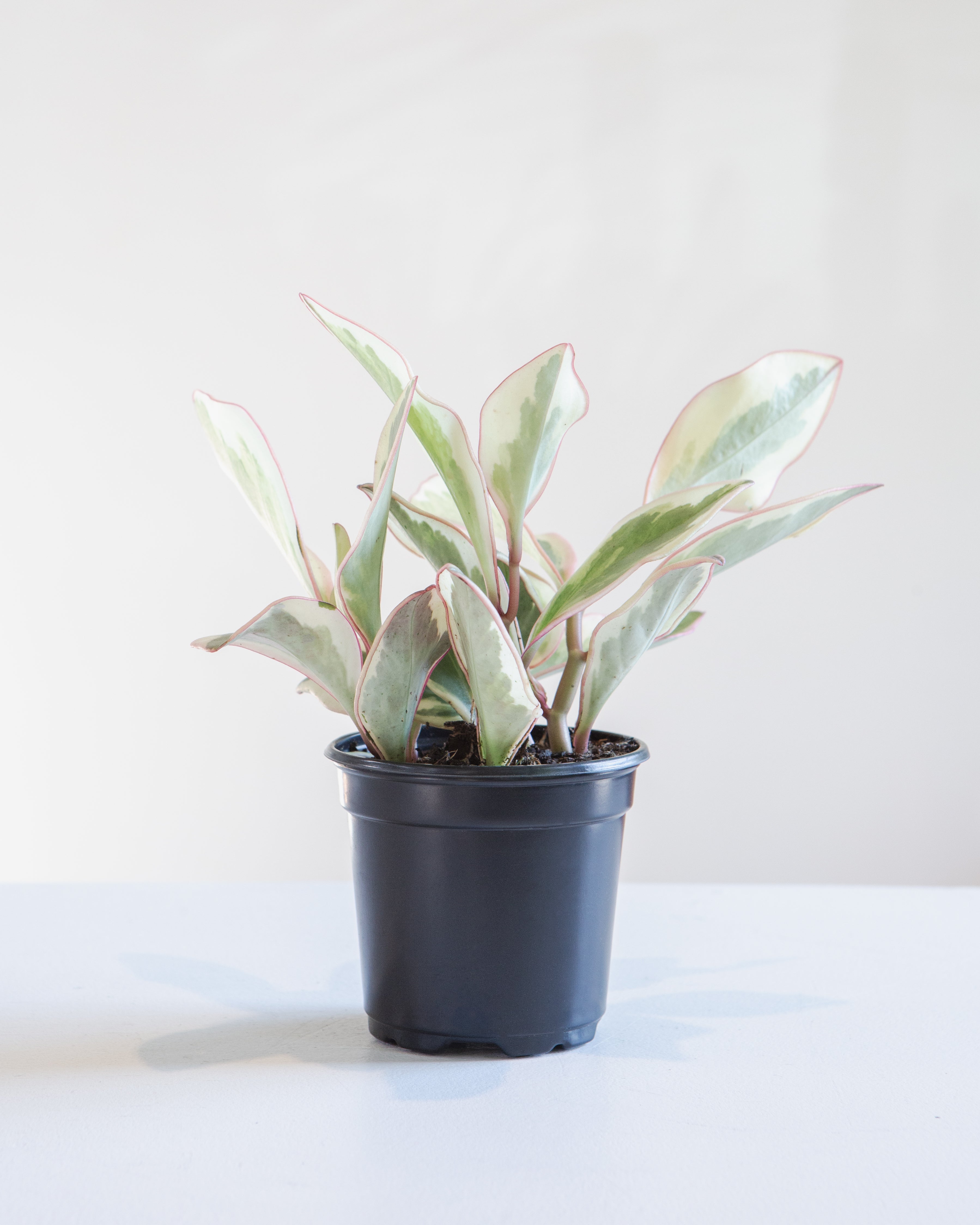 PEPEROMIA 'GINNY' 4" Grower Pot