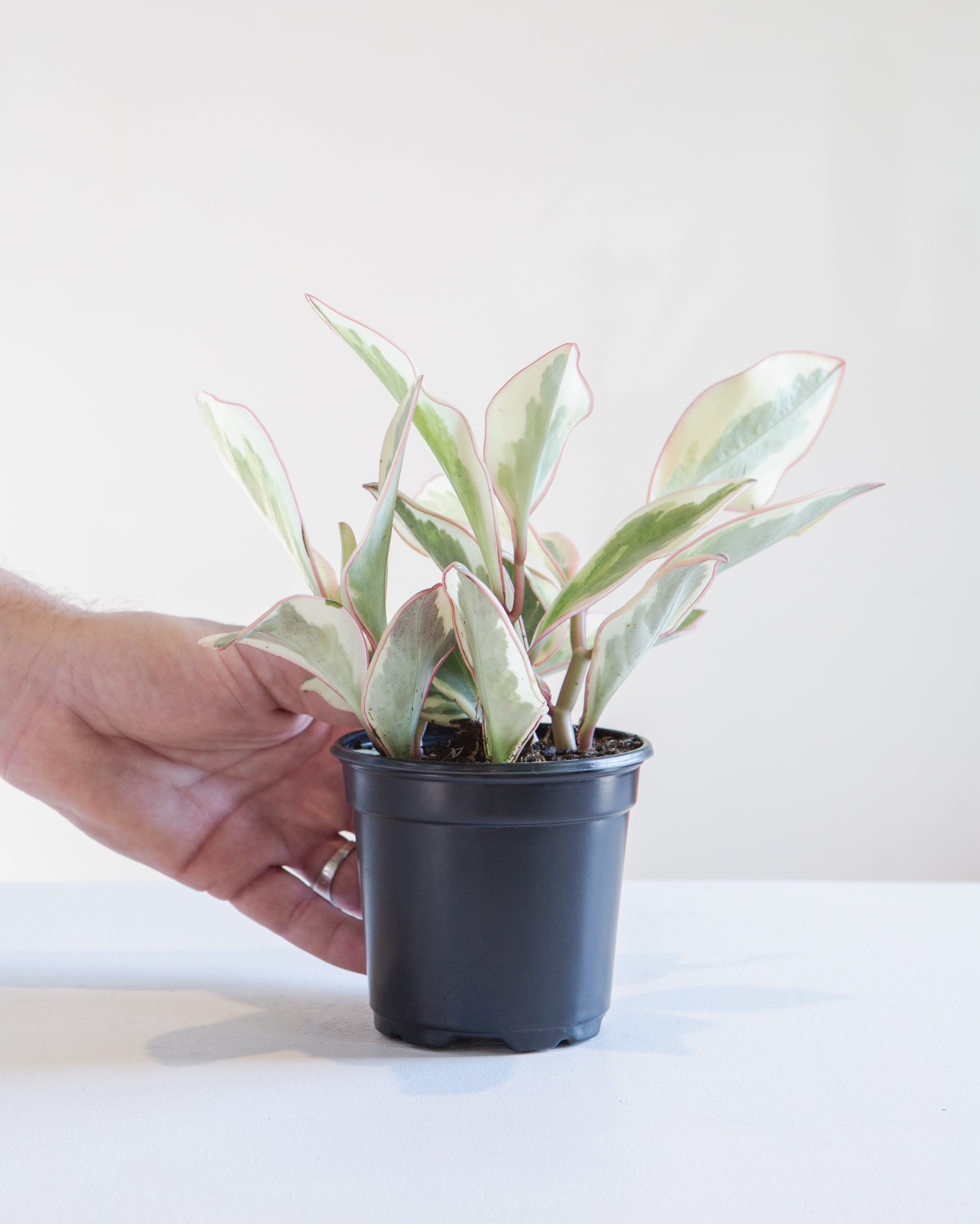 PEPEROMIA 'GINNY' 4" Grower Pot