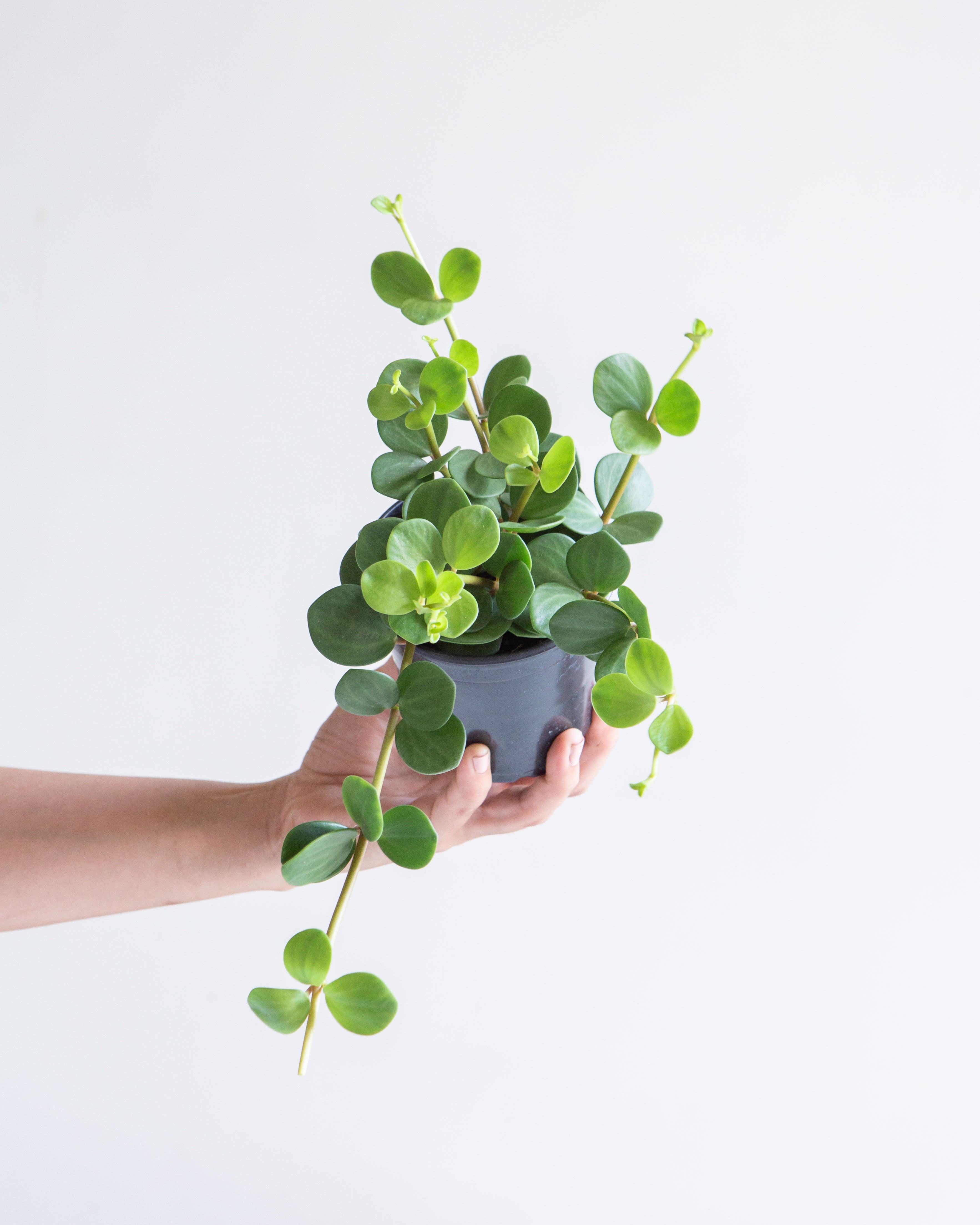 Peperomia Hope: Peperomia perciliata - 4 inch pot