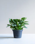 Baby Rubber Plant: Peperomia obtusifolia - 5 inch pot