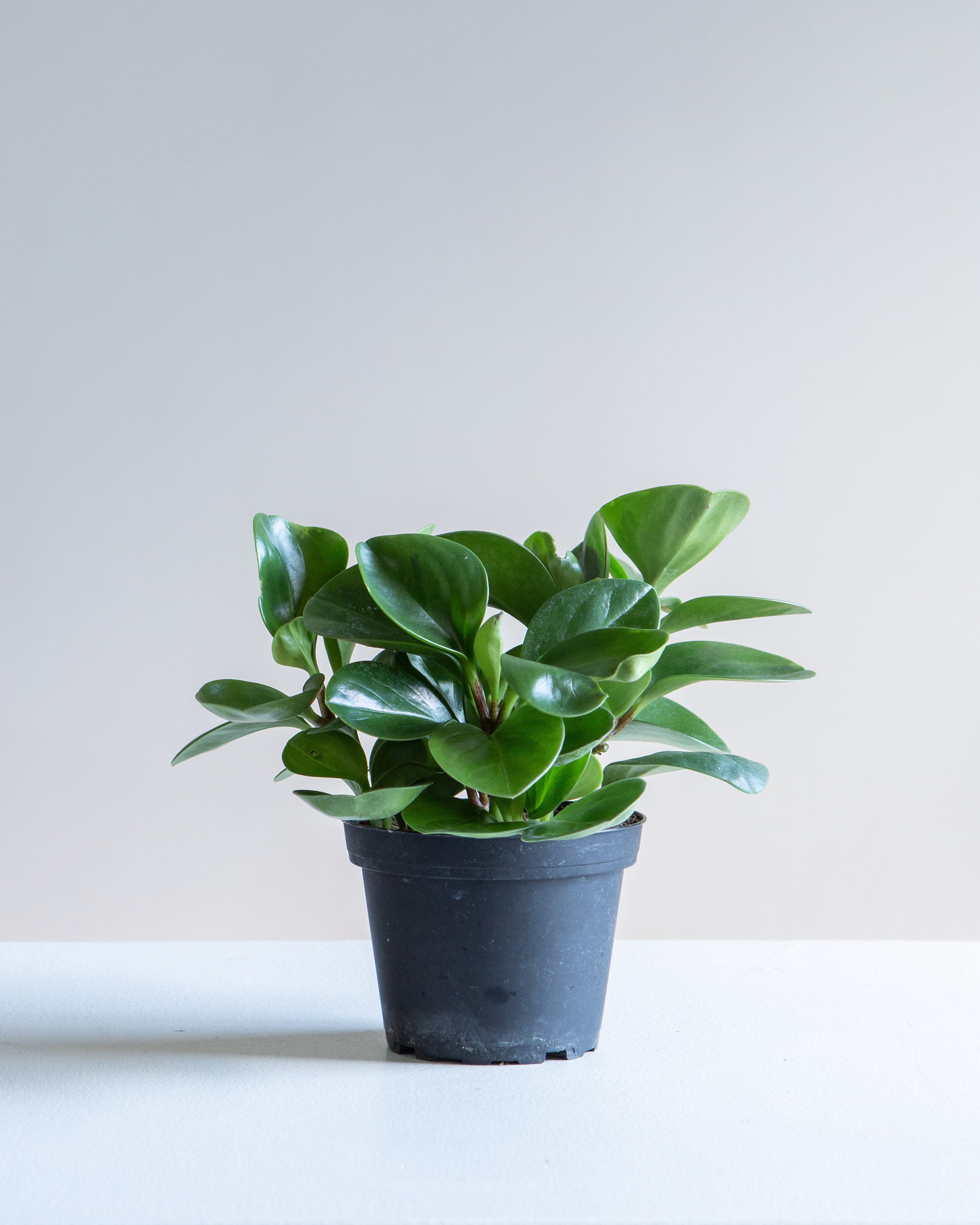 Baby Rubber Plant: Peperomia obtusifolia - 5 inch pot