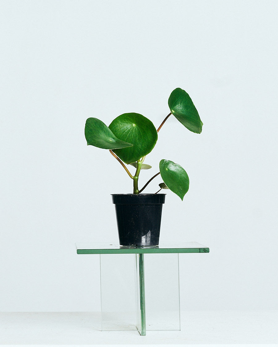 PEPEROMIA 'RAINDROP’ 4" Grower Pot
