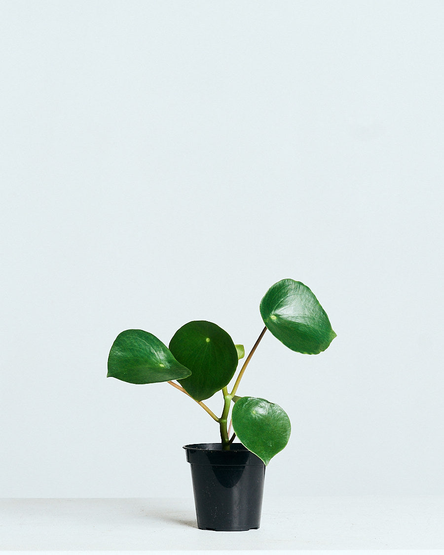 PEPEROMIA 'RAINDROP’ 4" Grower Pot