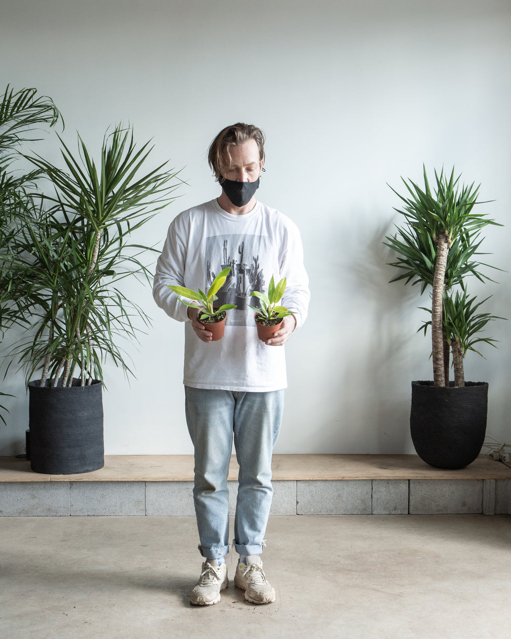 Painted Lady: Philodendron - 4 inch pot