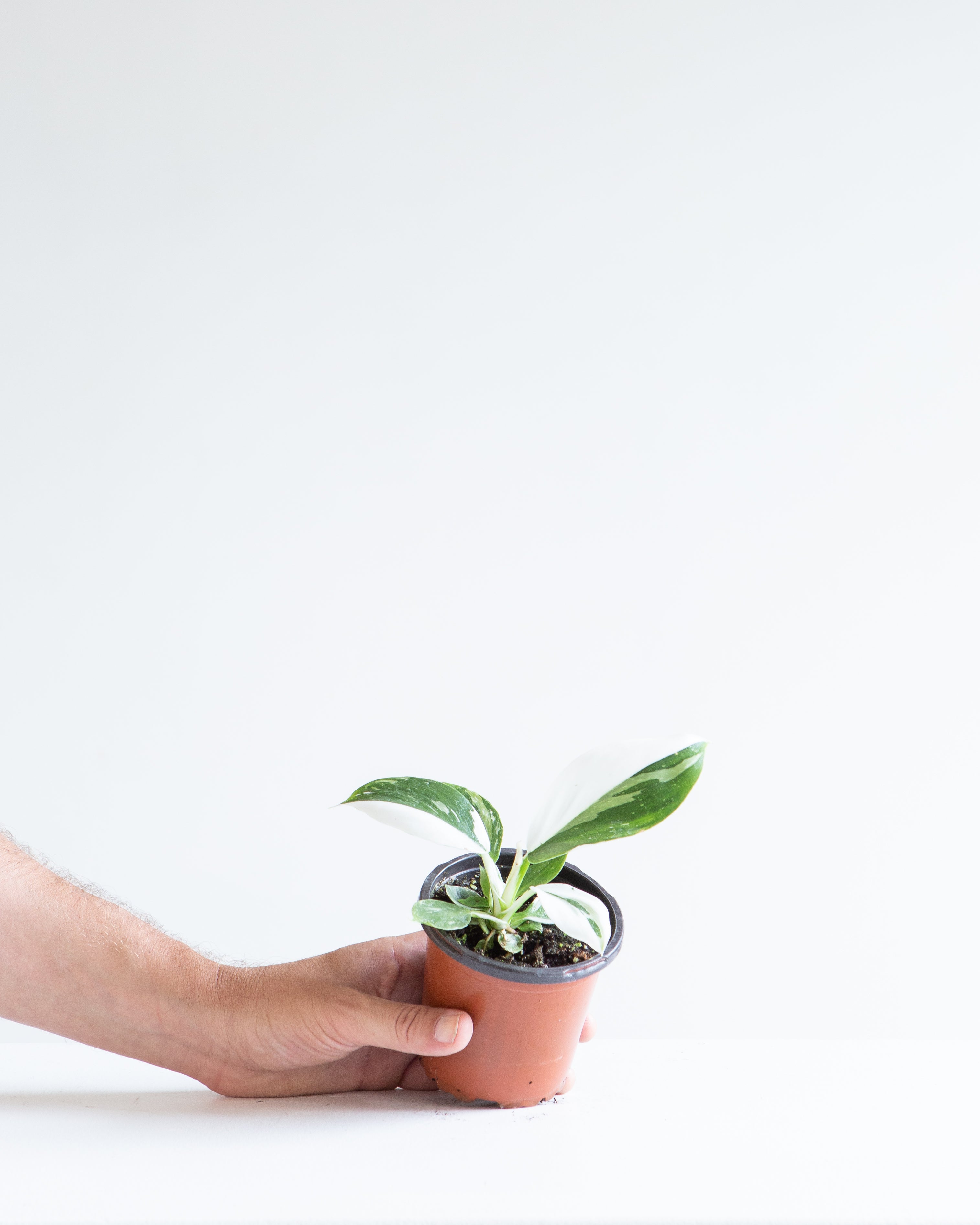 White Princess: Philodendron sp. - 4 inch pot