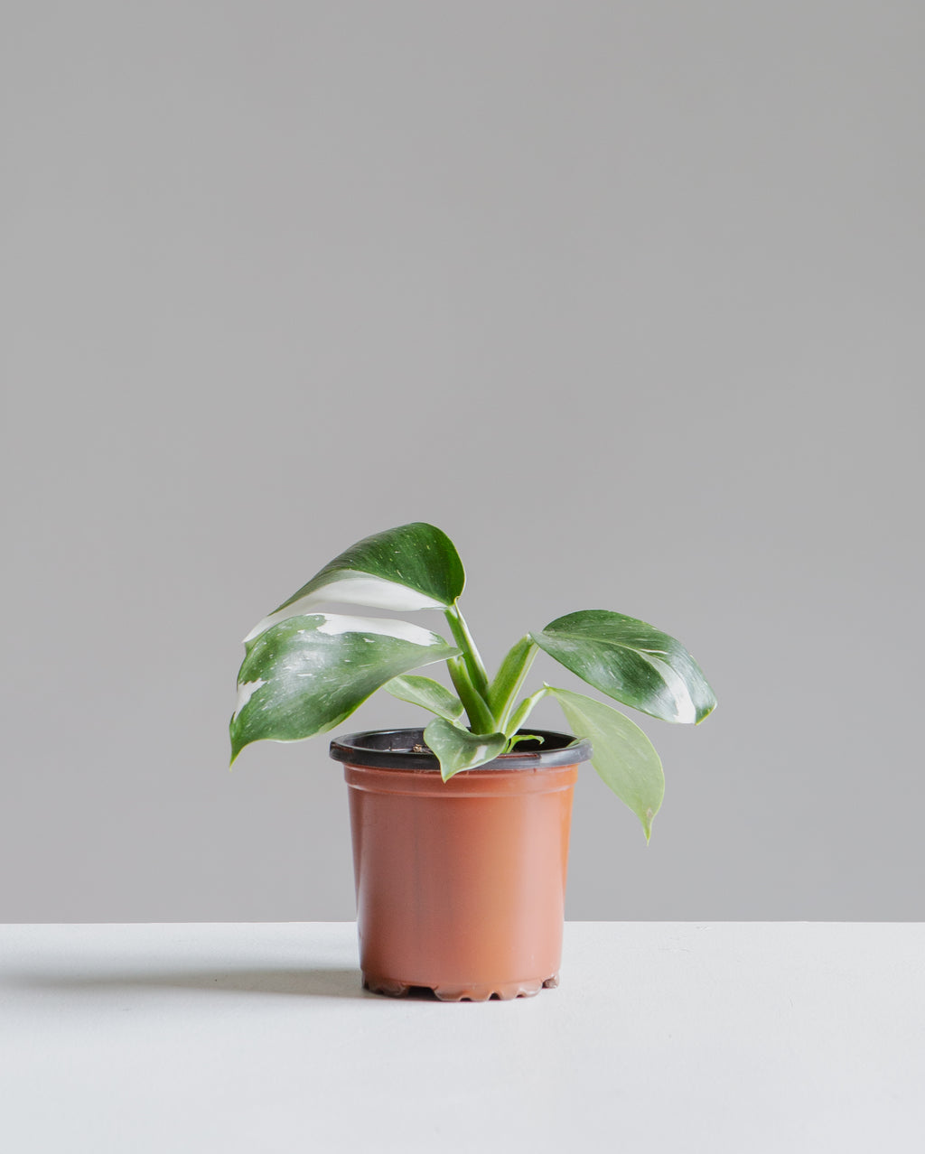 White Wizard: Philodendron erubescens - 4 inch pot