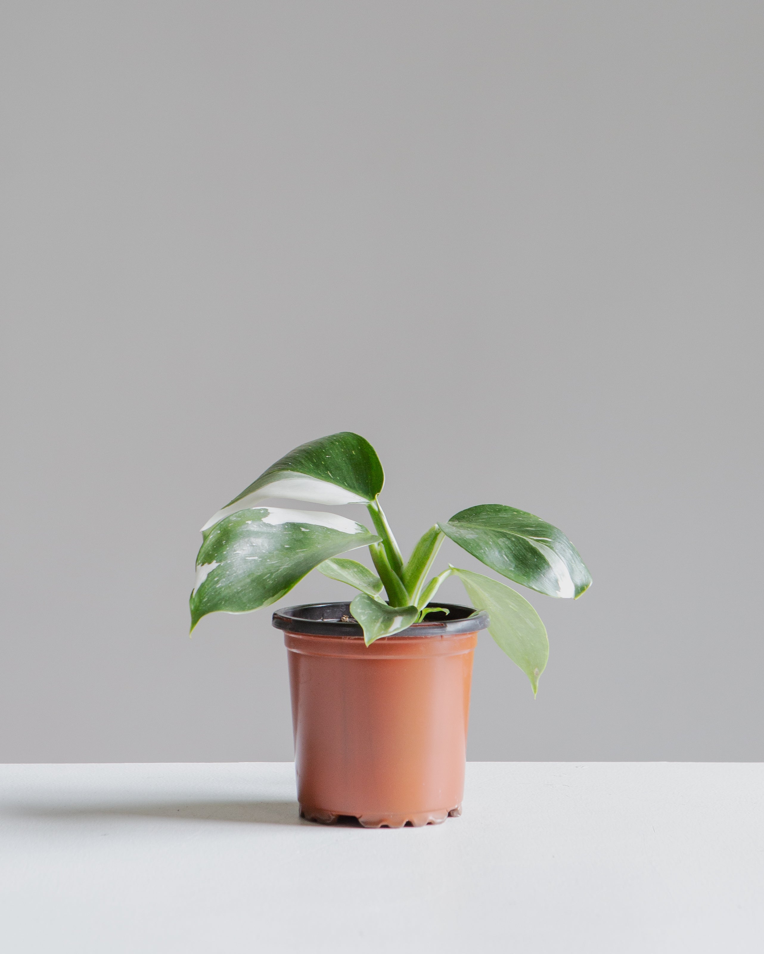 White Wizard: Philodendron erubescens - 4 inch pot