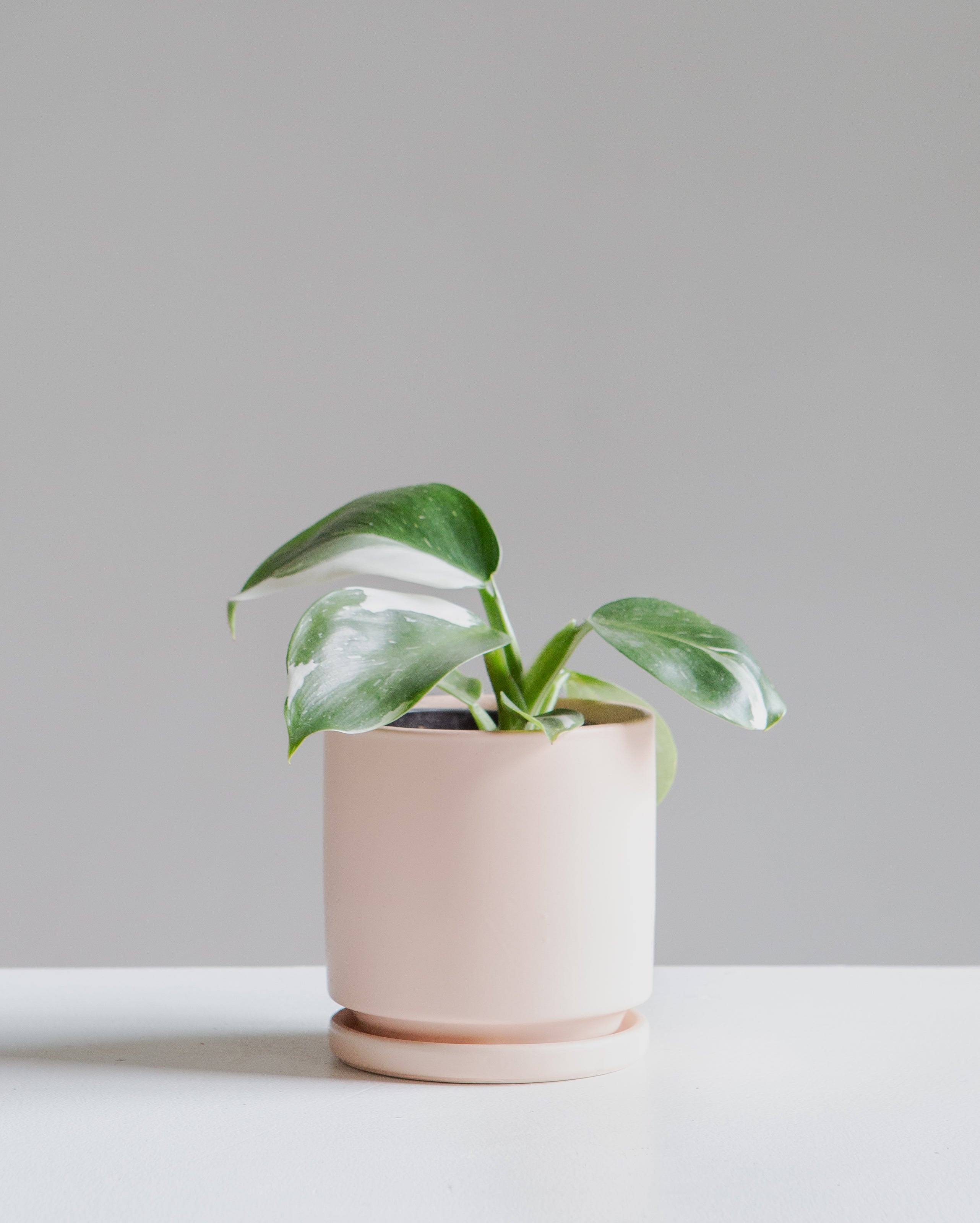 White Wizard: Philodendron erubescens - 4 inch pot