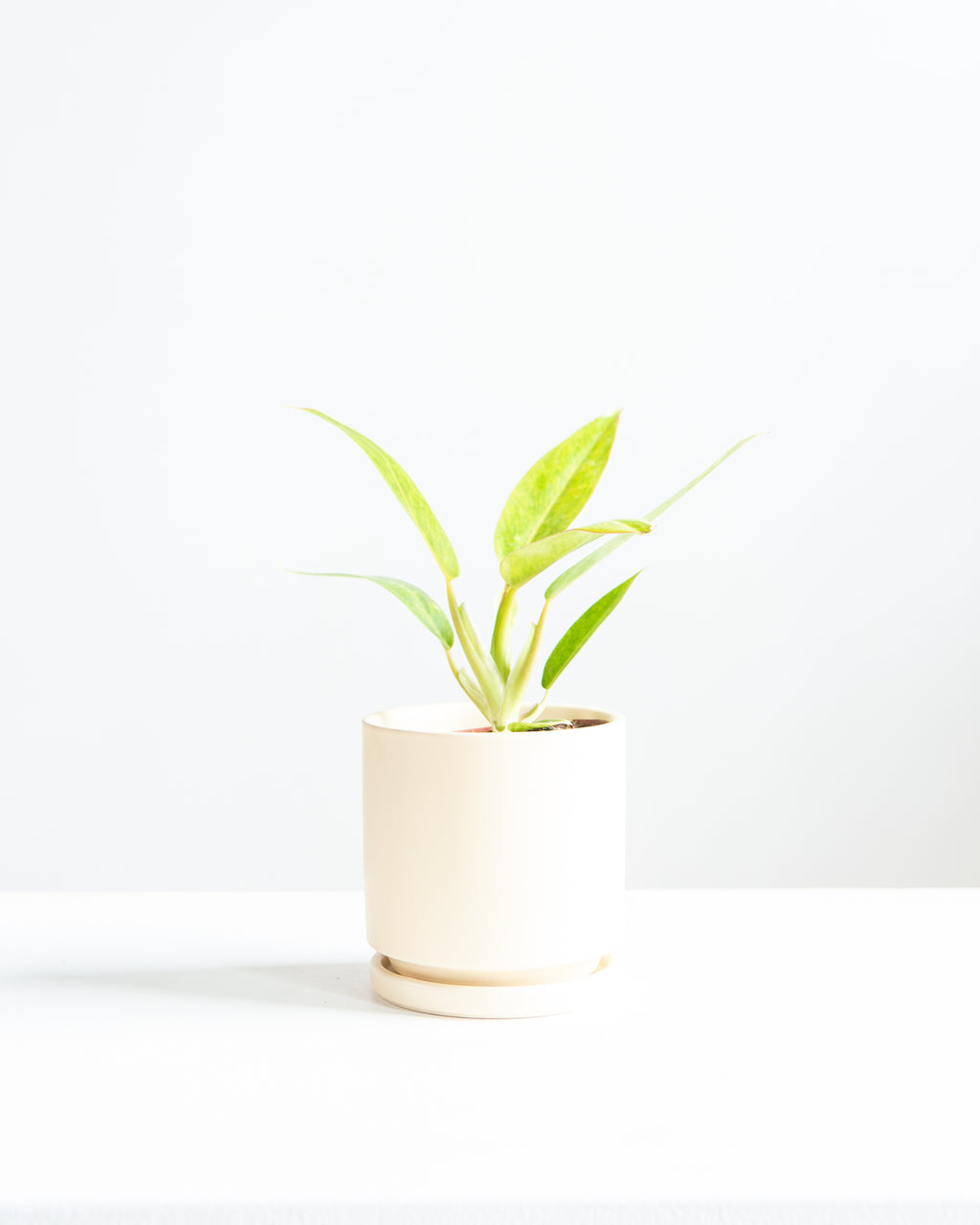 Painted Lady: Philodendron - 4 inch pot