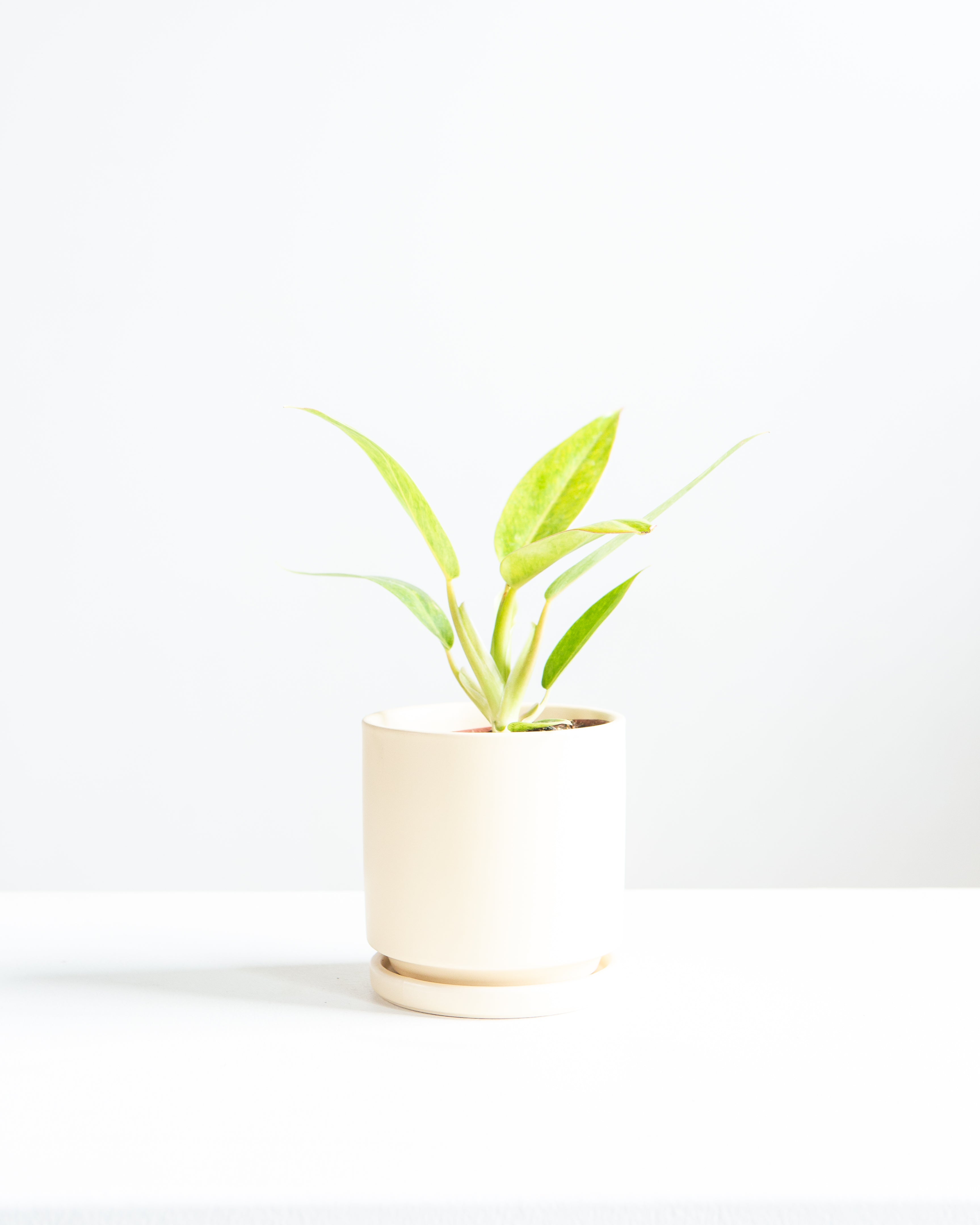 Painted Lady: Philodendron - 4 inch pot