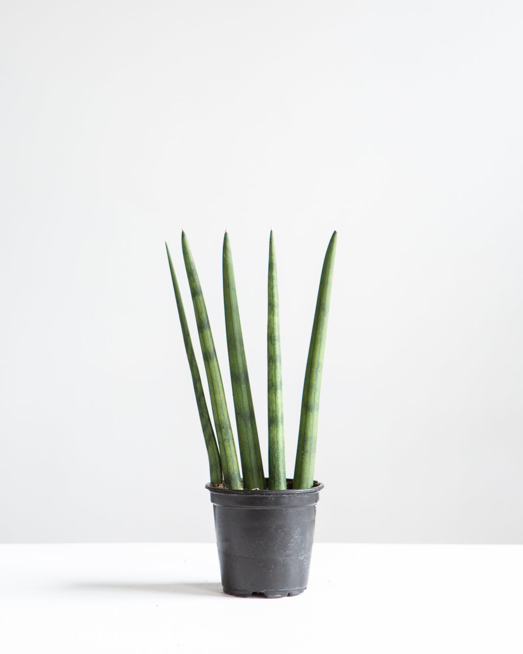 Spear Snake plant: Sansevieria cylindrica - 4 inch pot