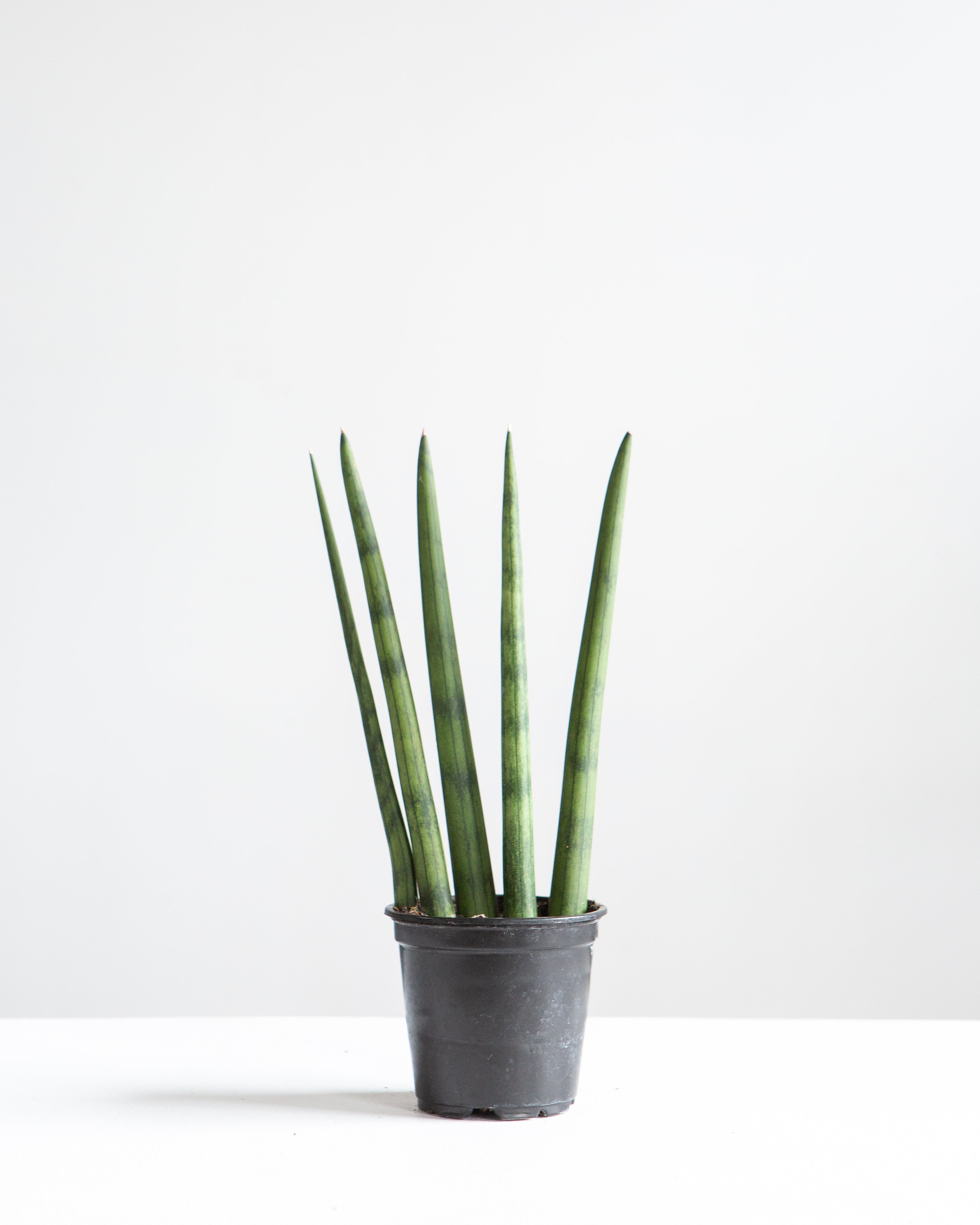 Spear Snake plant: Sansevieria cylindrica - 4 inch pot