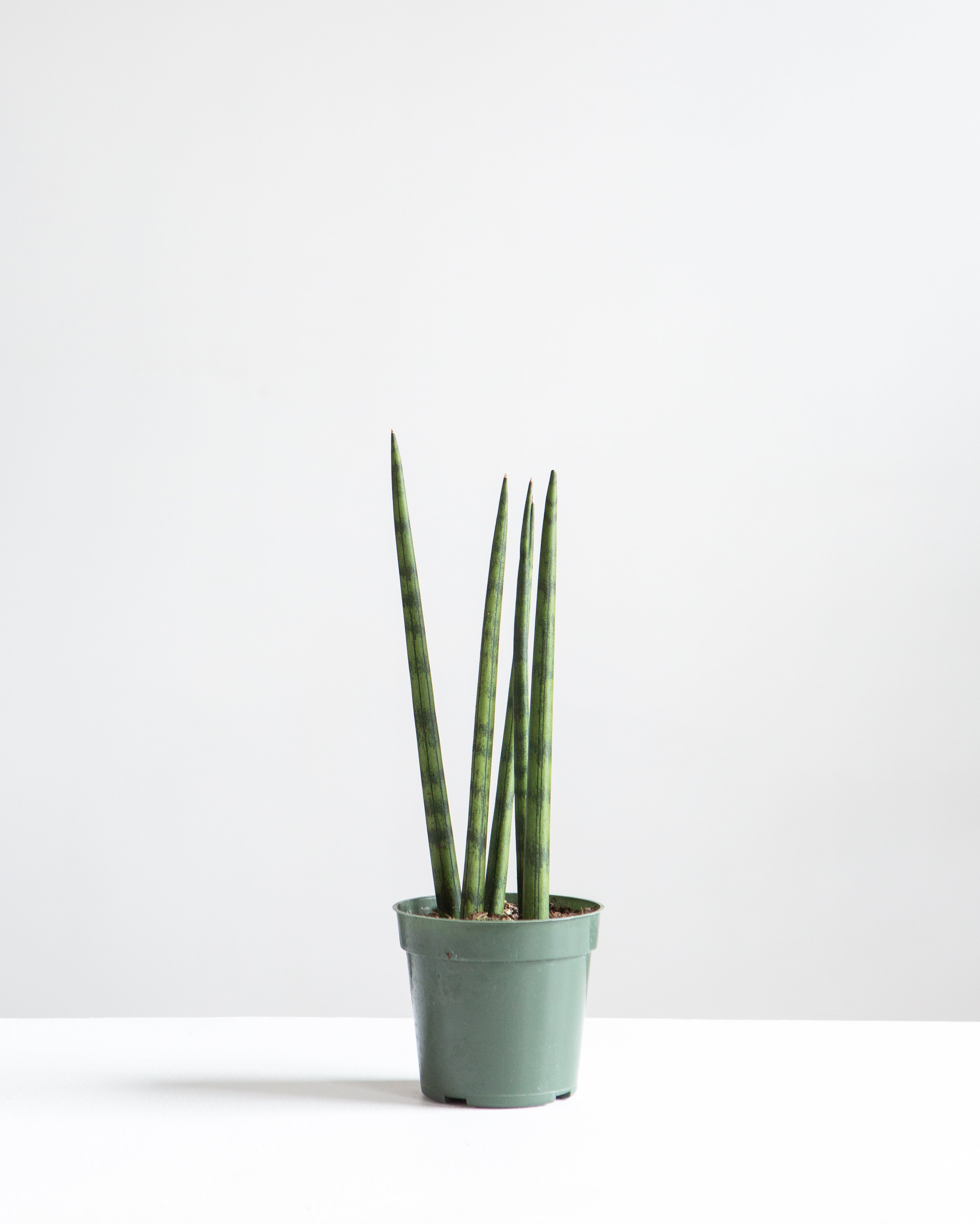 Spear Snake plant: Sansevieria cylindrica - 4 inch pot