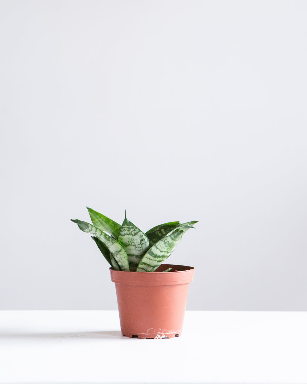 Green Birds Nest Snake Plant: Sansevieria hahnii 'Zeylanica' - 4 inch pot