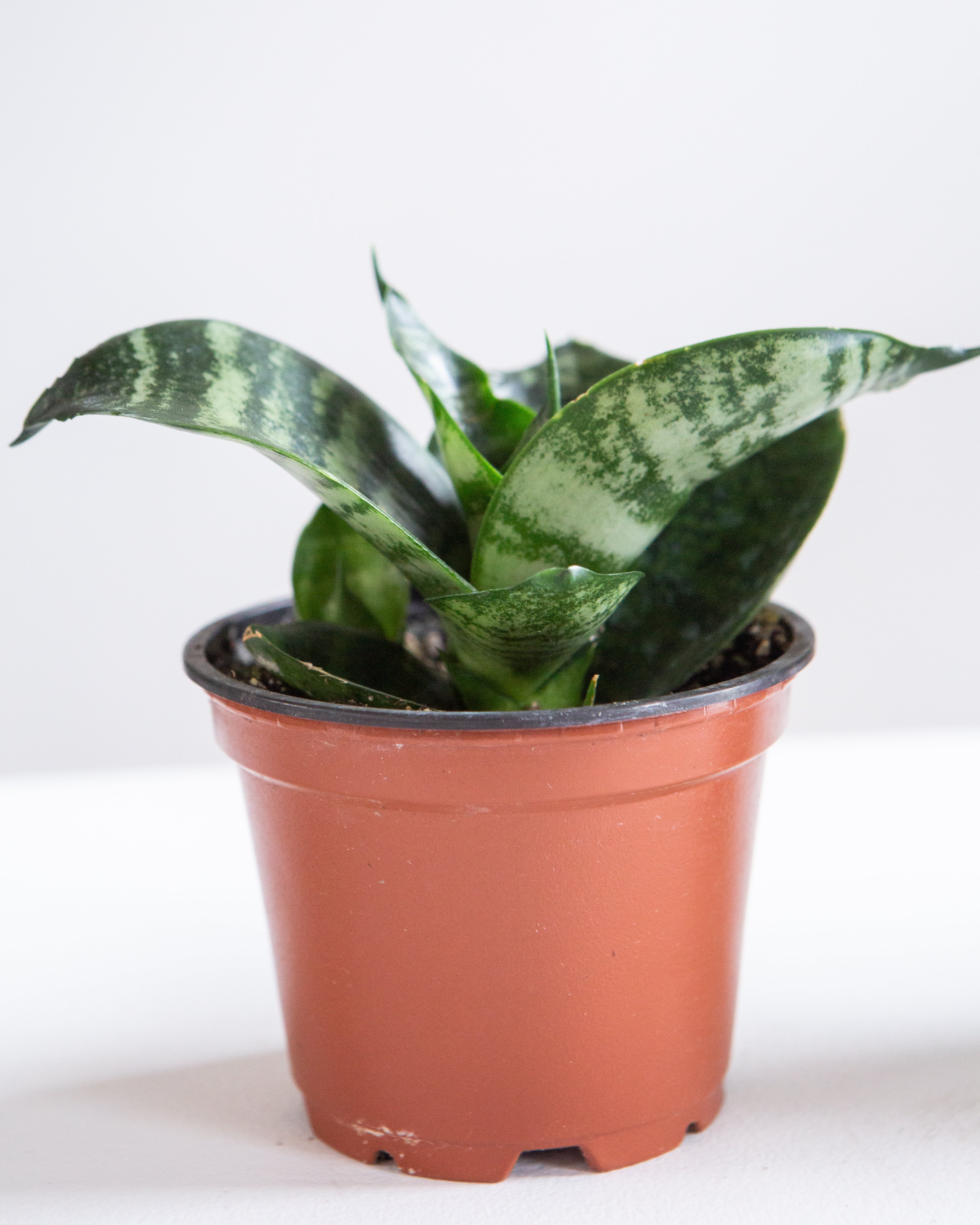 Green Birds Nest Snake Plant: Sansevieria hahnii 'Zeylanica' - 4 inch pot