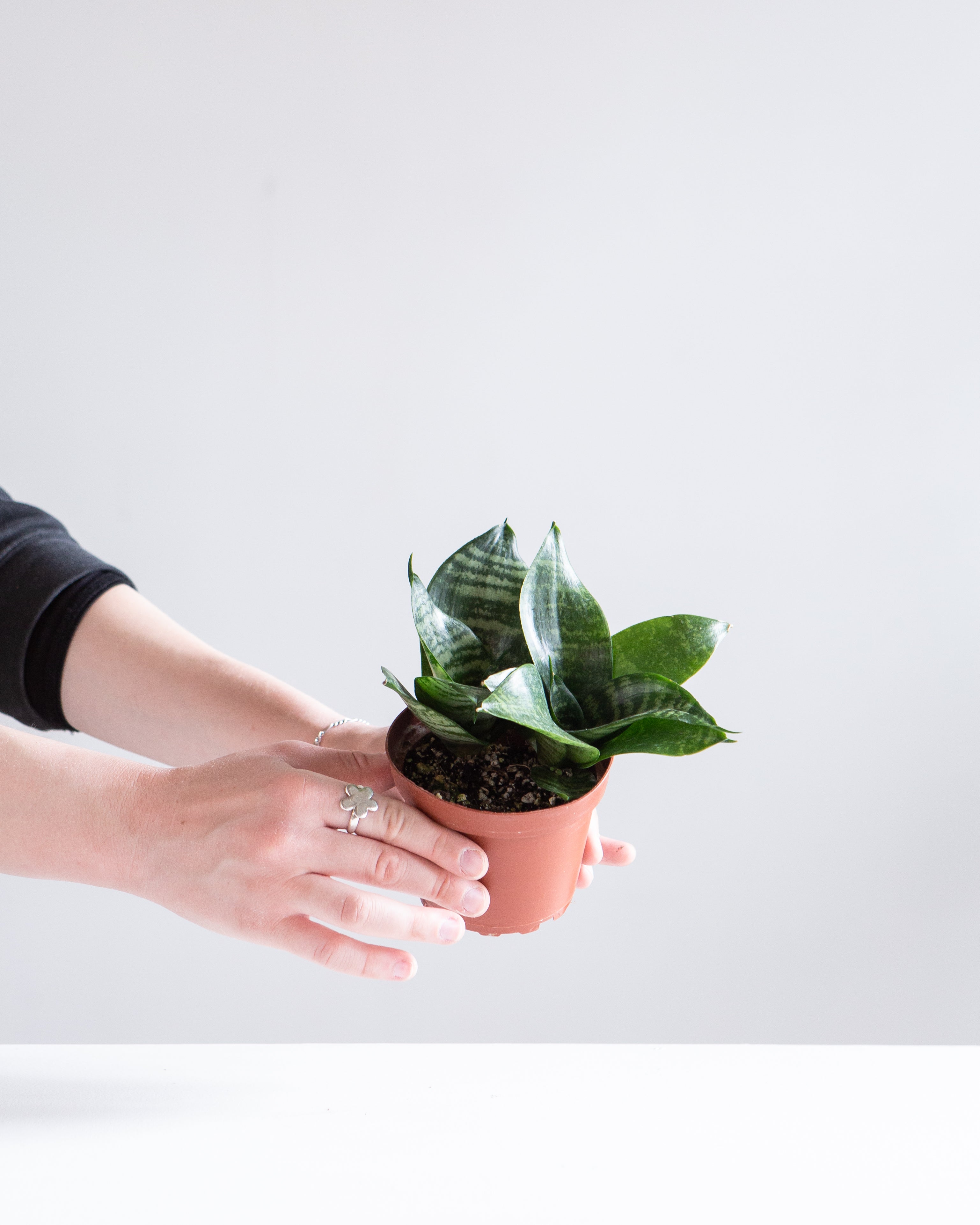 Green Birds Nest Snake Plant: Sansevieria hahnii 'Zeylanica' - 4 inch pot