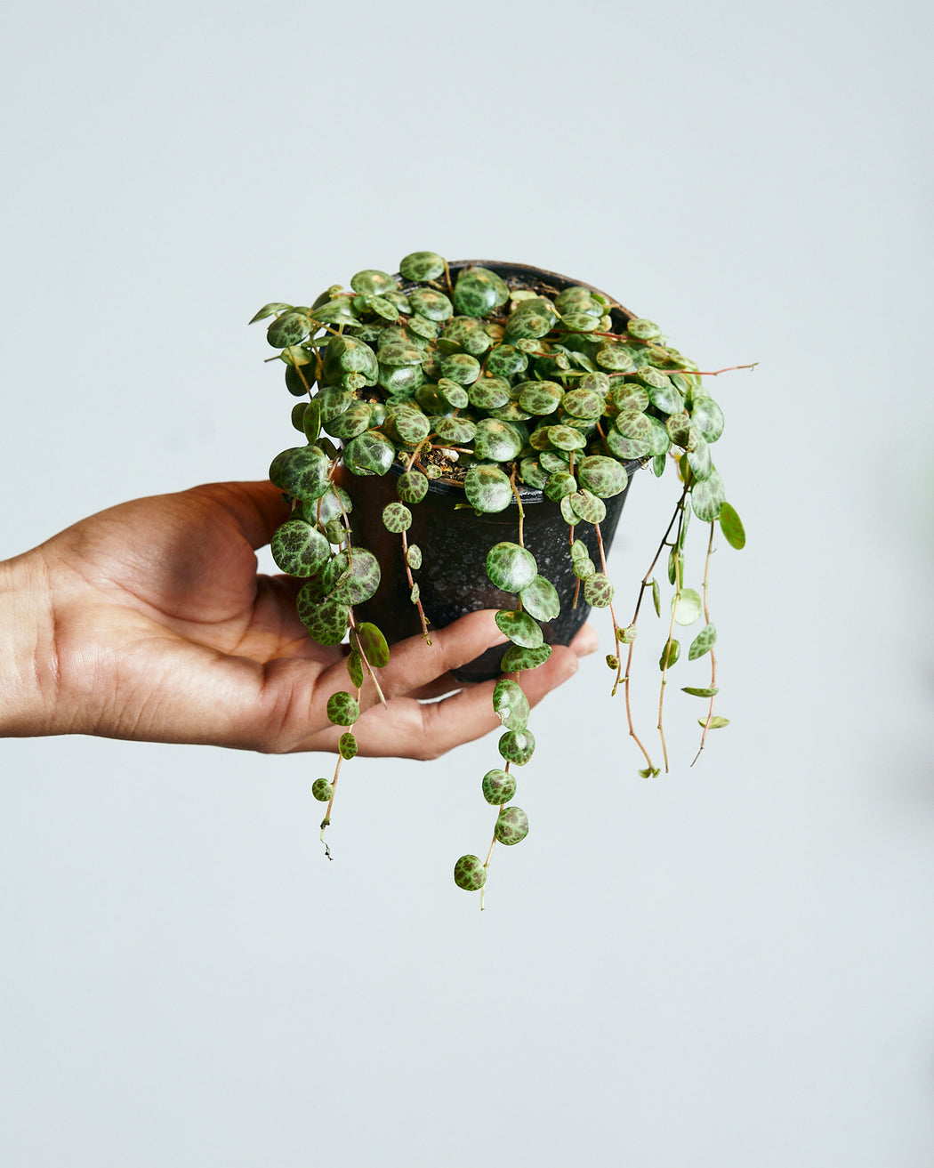 STRING OF TURTLES 4" Grower Pot