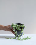 Variegated String of Pearls: Curio rowleyanus - 4 inch pot