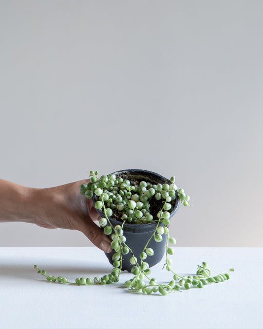 VARIEGATED STRING OF PEARLS 4" Grower Pot