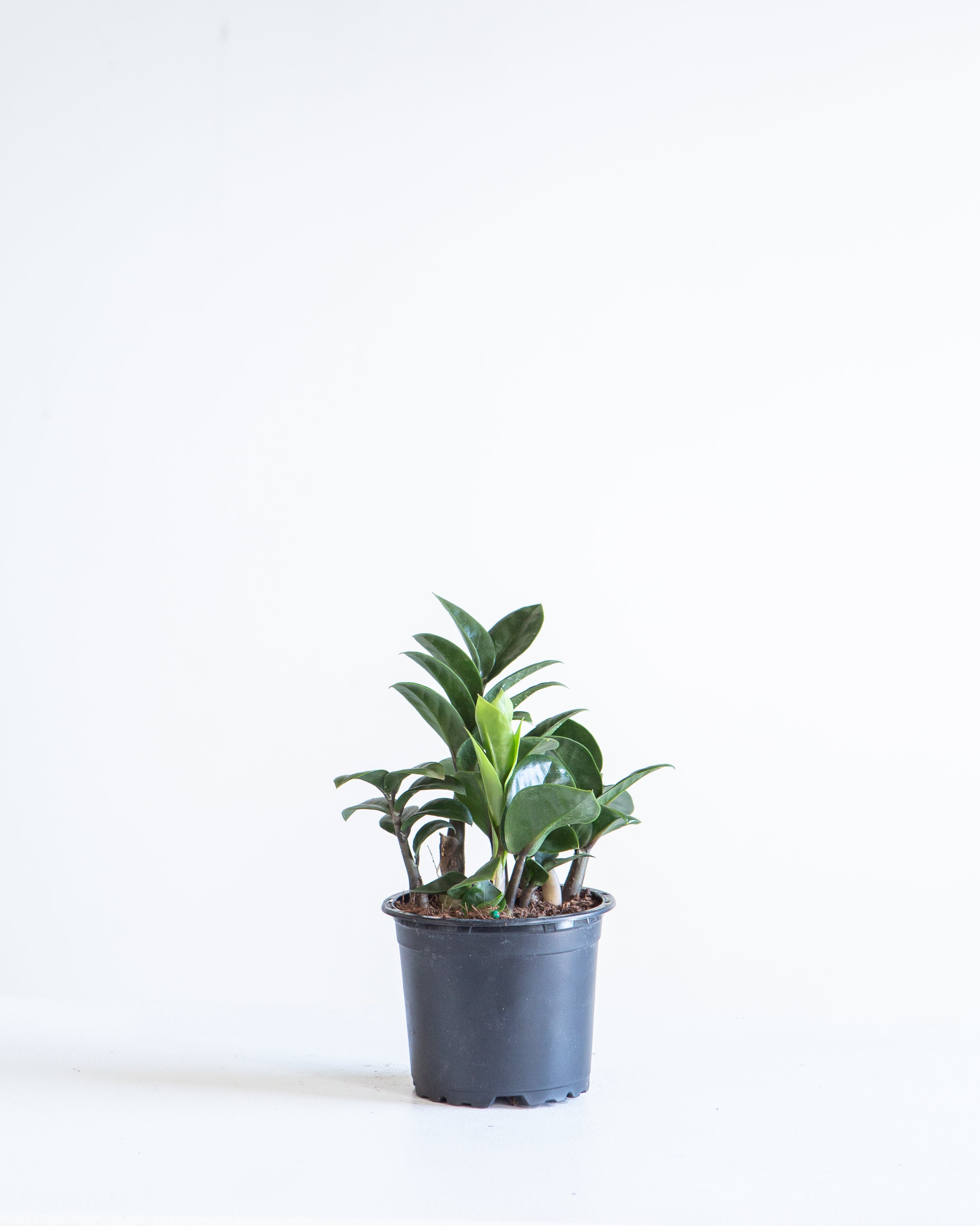 ZZ Plant Compact Leaf: Zamioculcas zamiifolia 'Zenzi' - 4 inch pot