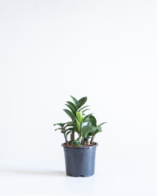 ZZ Plant Compact Leaf: Zamioculcas zamiifolia 'Zenzi' - 4 inch pot