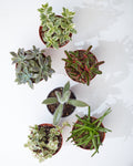 SUCCULENT TRIO - GROWER'S CHOICE 4" Grower Pot.