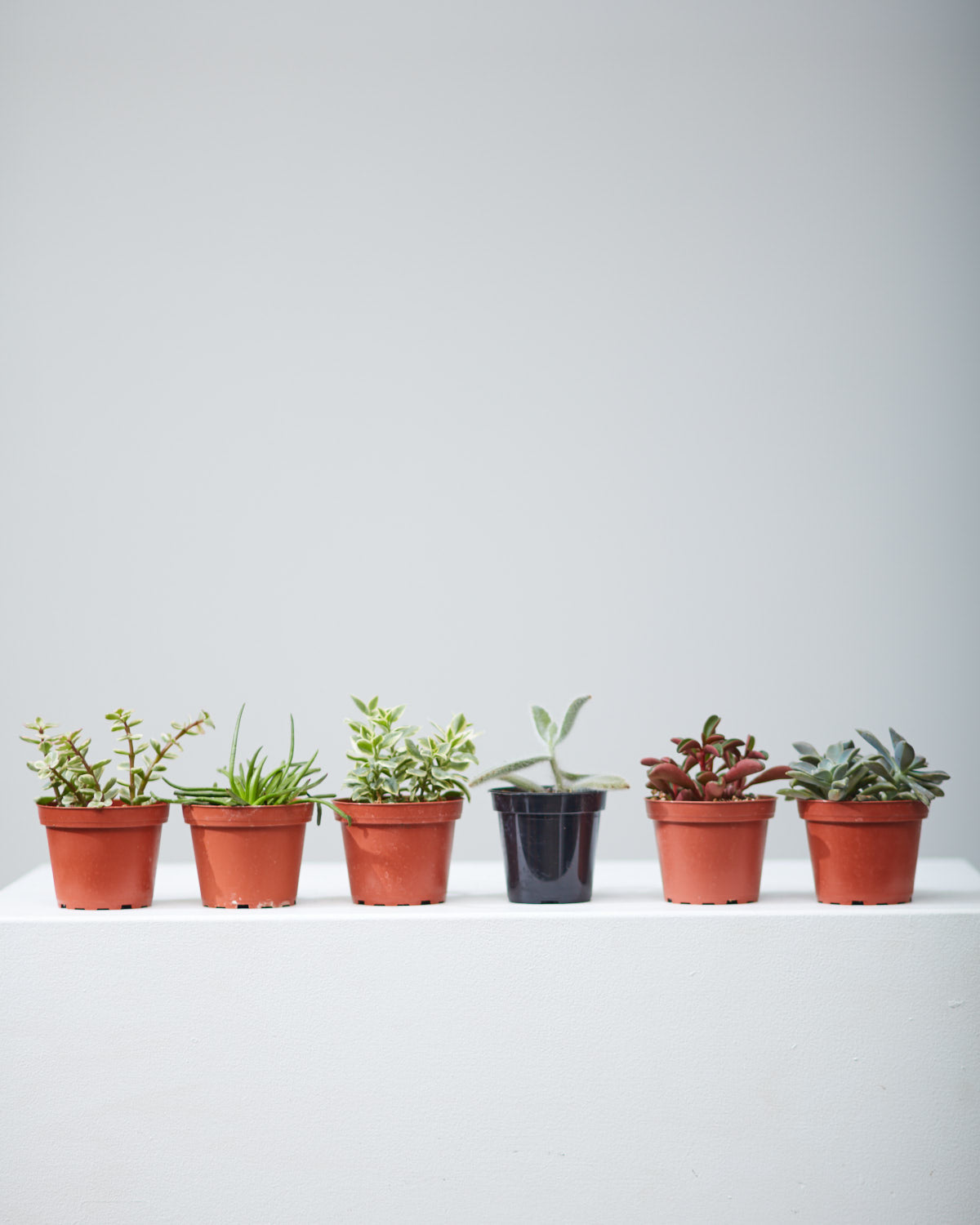 SUCCULENT TRIO - GROWER'S CHOICE 4" Grower Pot.