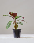 CALATHEA 'JUNGLE VELVET' 4" Grower Pot