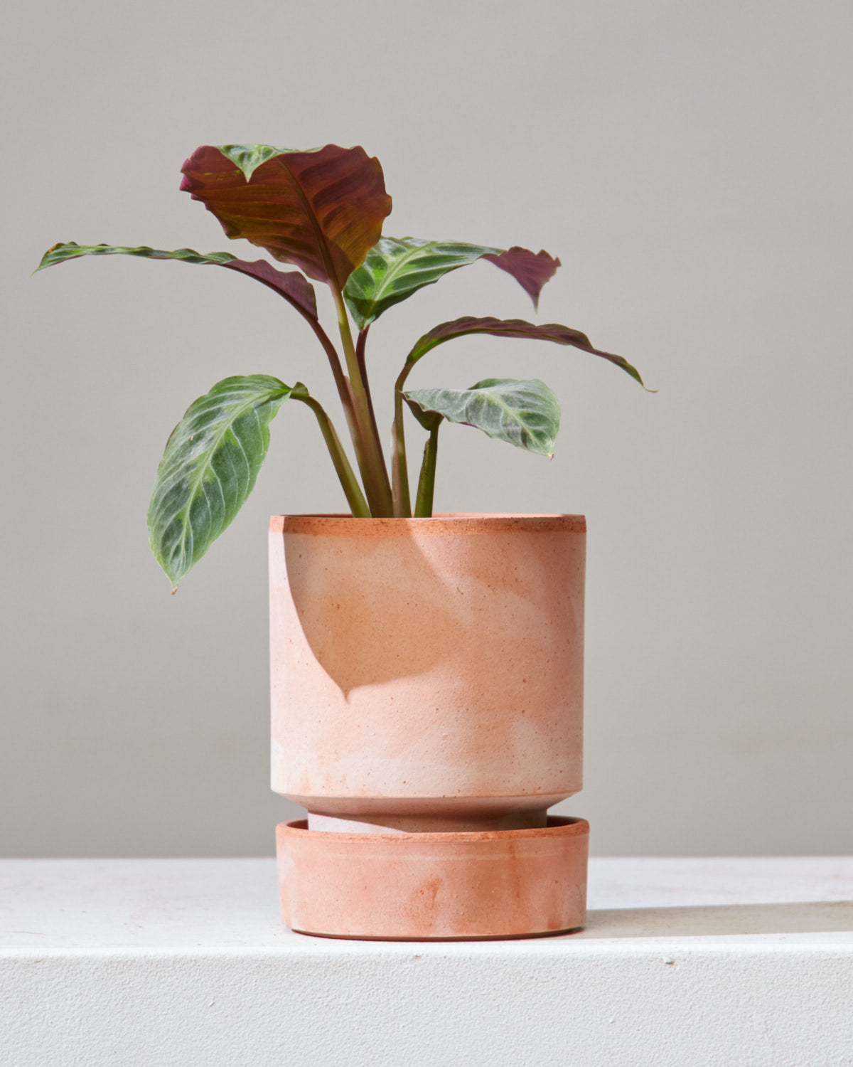 CALATHEA 'JUNGLE VELVET' 4" Grower Pot