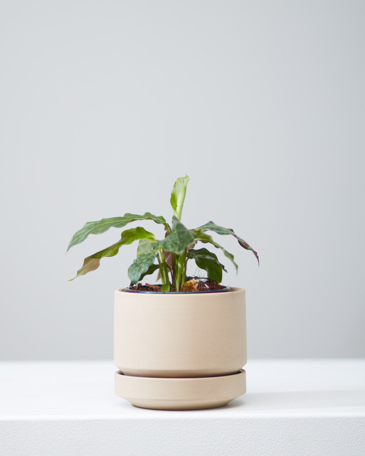 4 Inch REVIVAL CERAMICS ROUND TWO - OATMEAL - Small