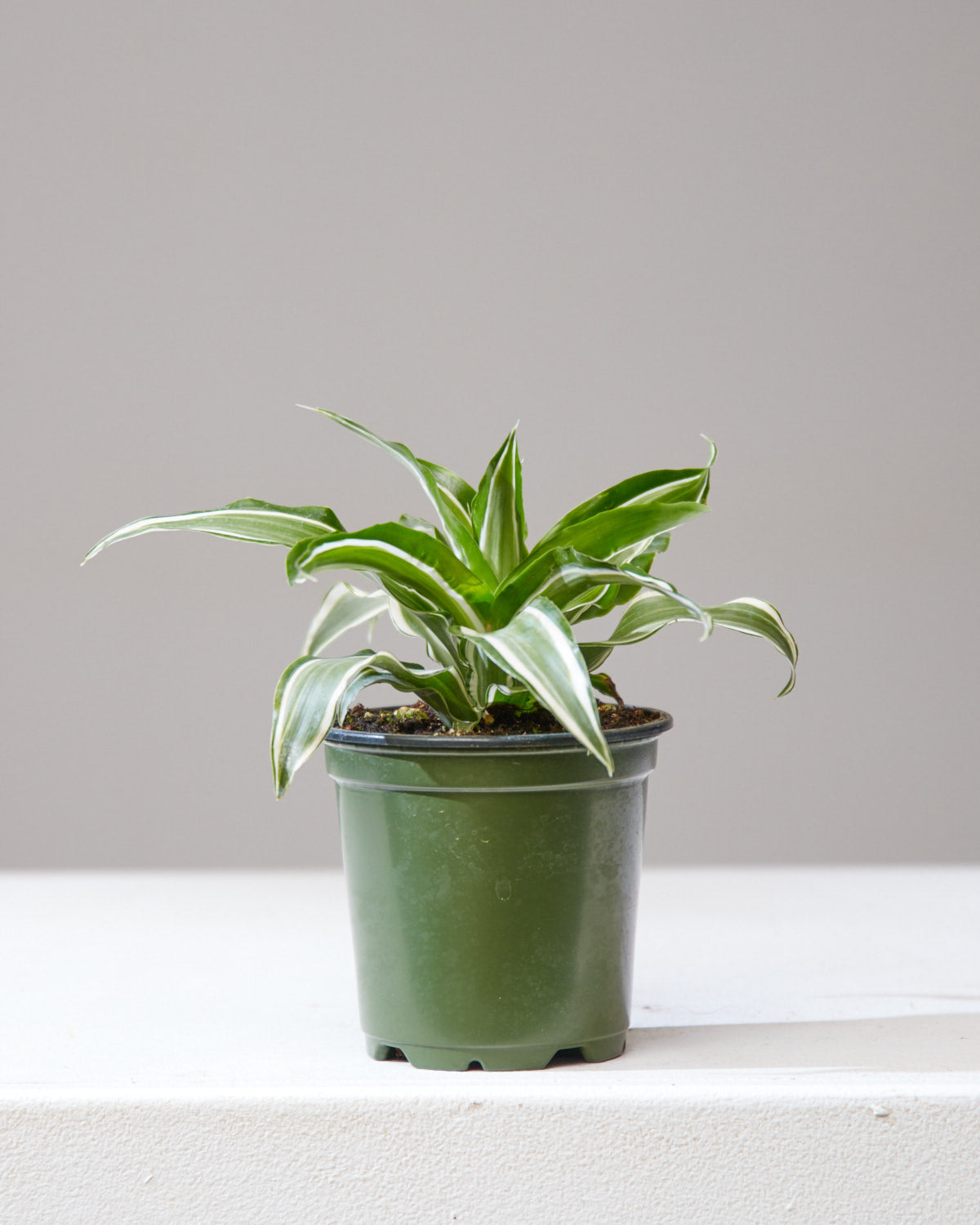 malaika dracaena DRACAENA 'MALAIKA' 4" Grower Pot – Dynasty Plants