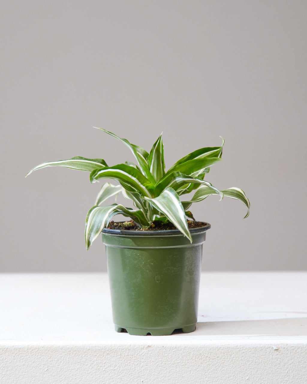 DRACAENA 'MALAIKA' 4" Grower Pot