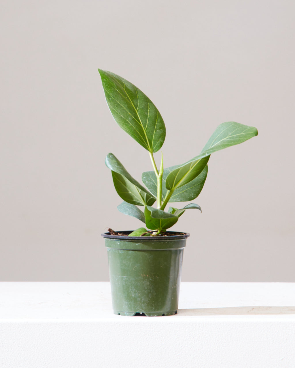 Ficus Audrey: Ficus benghalensis - 4 inch pot