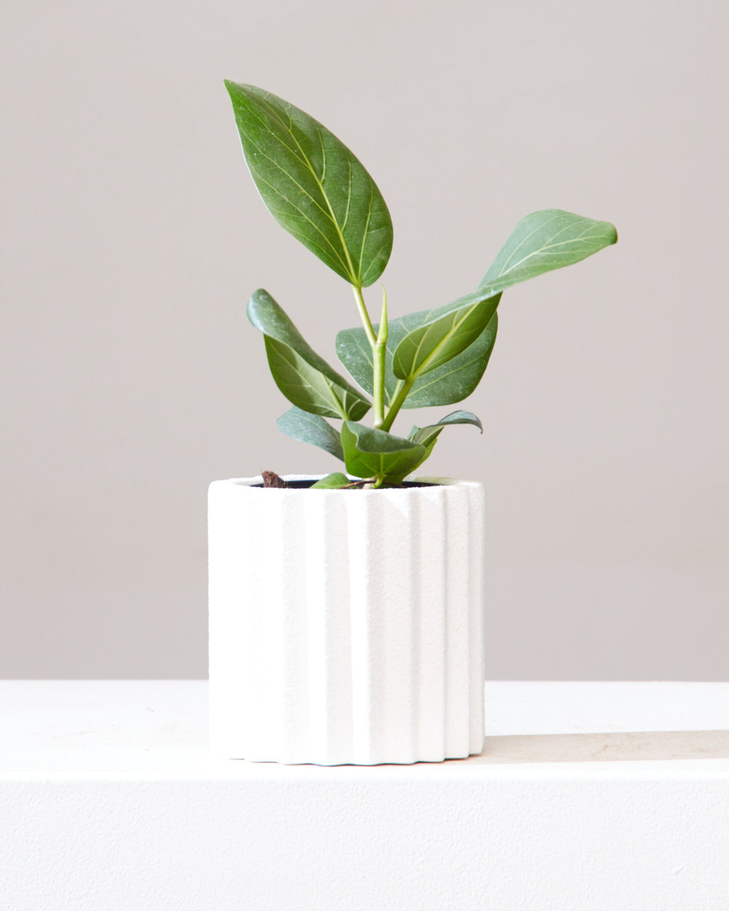 Ficus Audrey: Ficus benghalensis - 4 inch pot