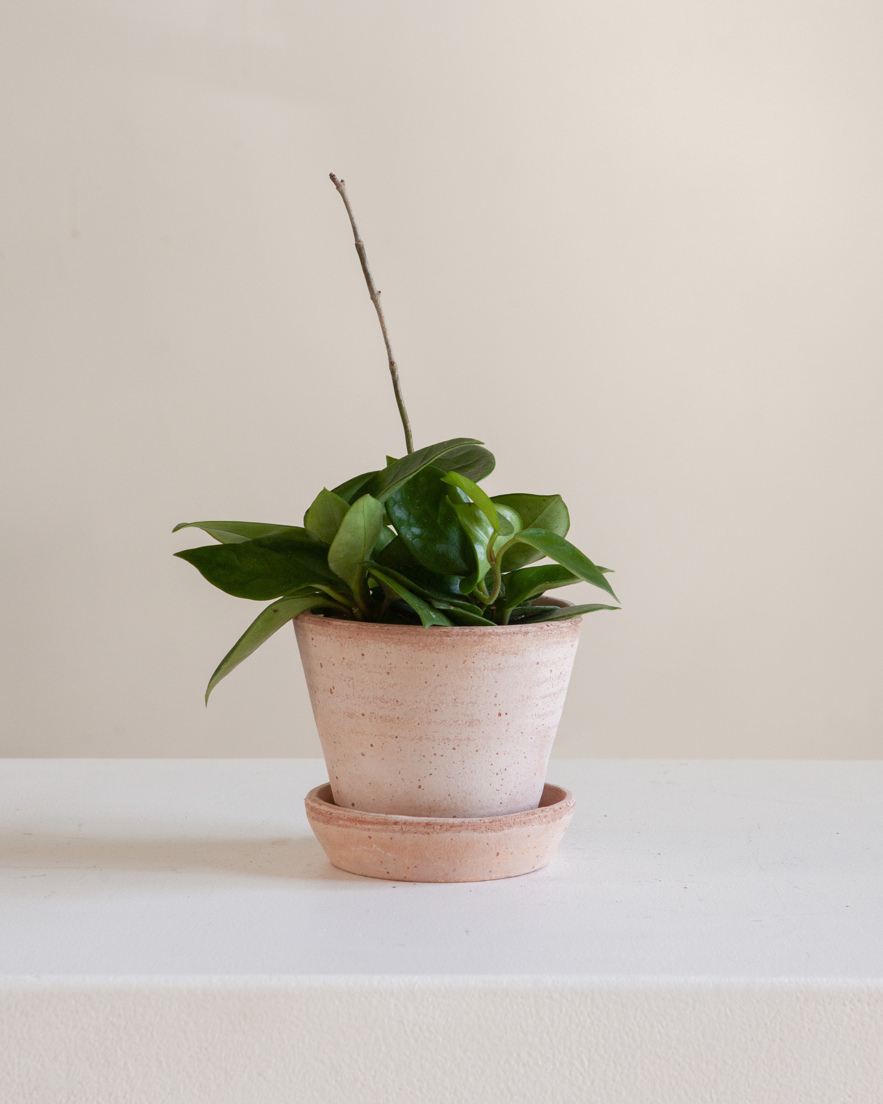 Wax Plant: Hoya carnosa 'Chelsea' - 4 inch pot