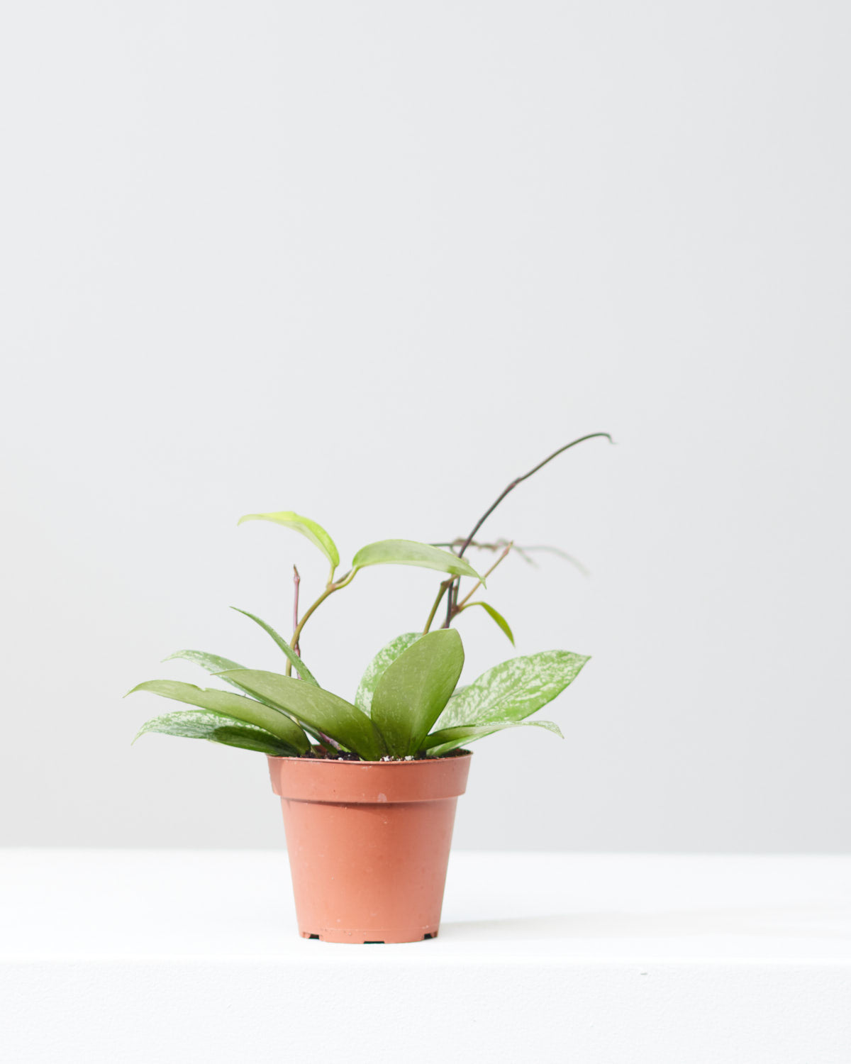 Waxflower: Hoya pubicalyx - 4 inch pot