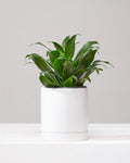 Janet Craig: Dracaena fragrans 'Compacta' - 4 inch pot
