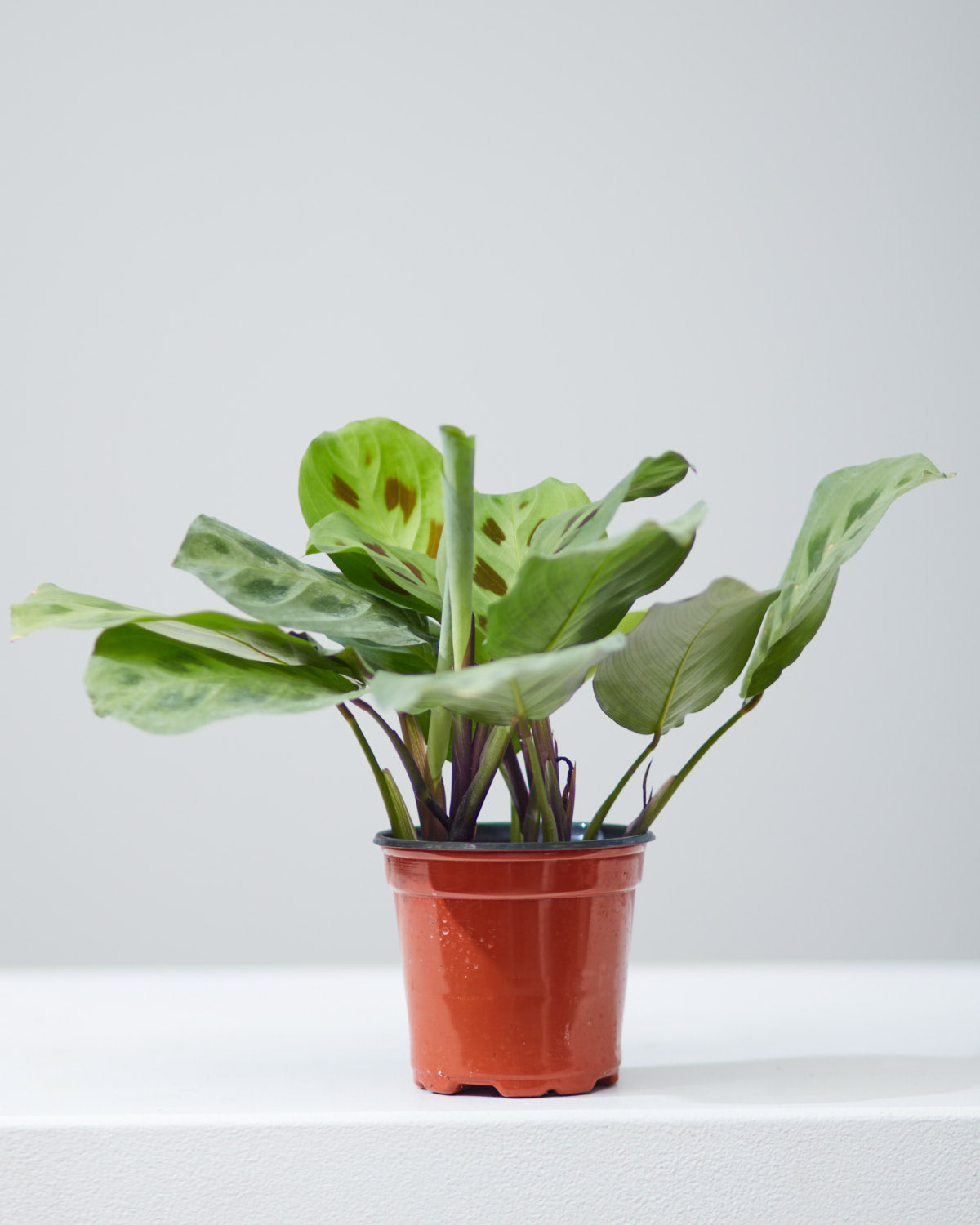 Rabbit Foot Prayer Plant: Maranta leuconeura - 5 inch pot