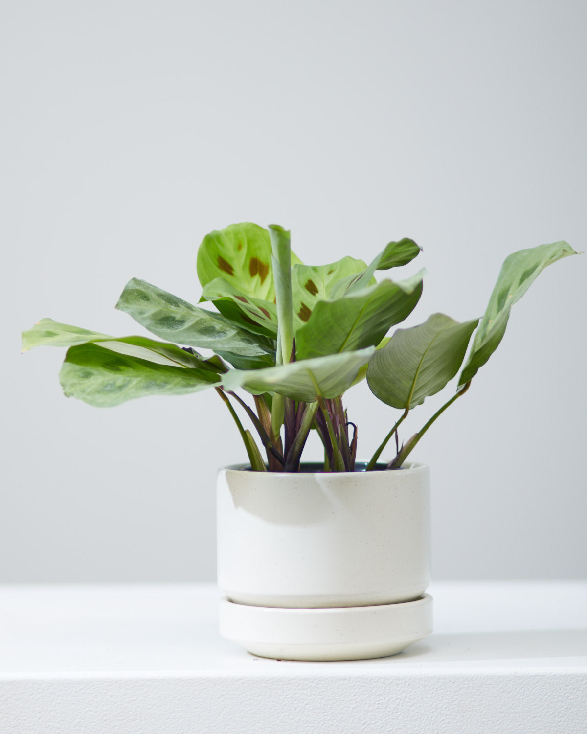 Rabbit Foot Prayer Plant: Maranta leuconeura - 5 inch pot