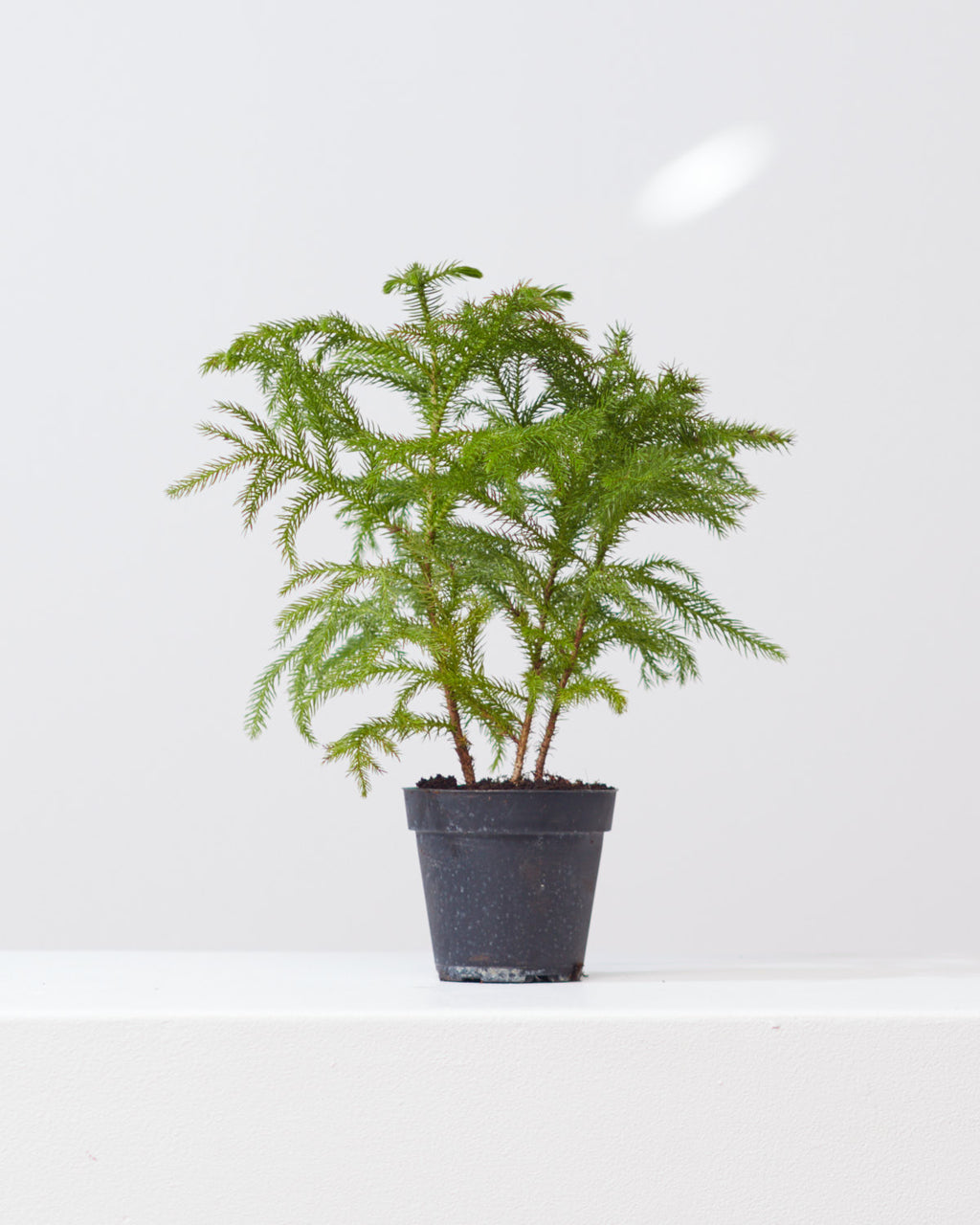 Norfolk Island Pine: Araucaria heterophylla - 4 inch pot