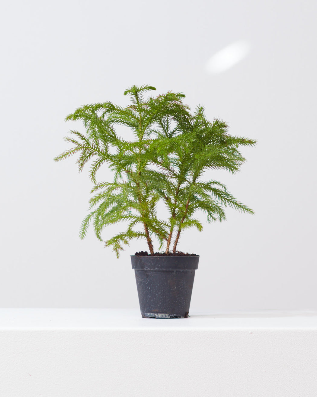 Norfolk Island Pine: Araucaria heterophylla - 4 inch pot