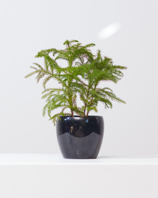Norfolk Island Pine: Araucaria heterophylla - 4 inch pot