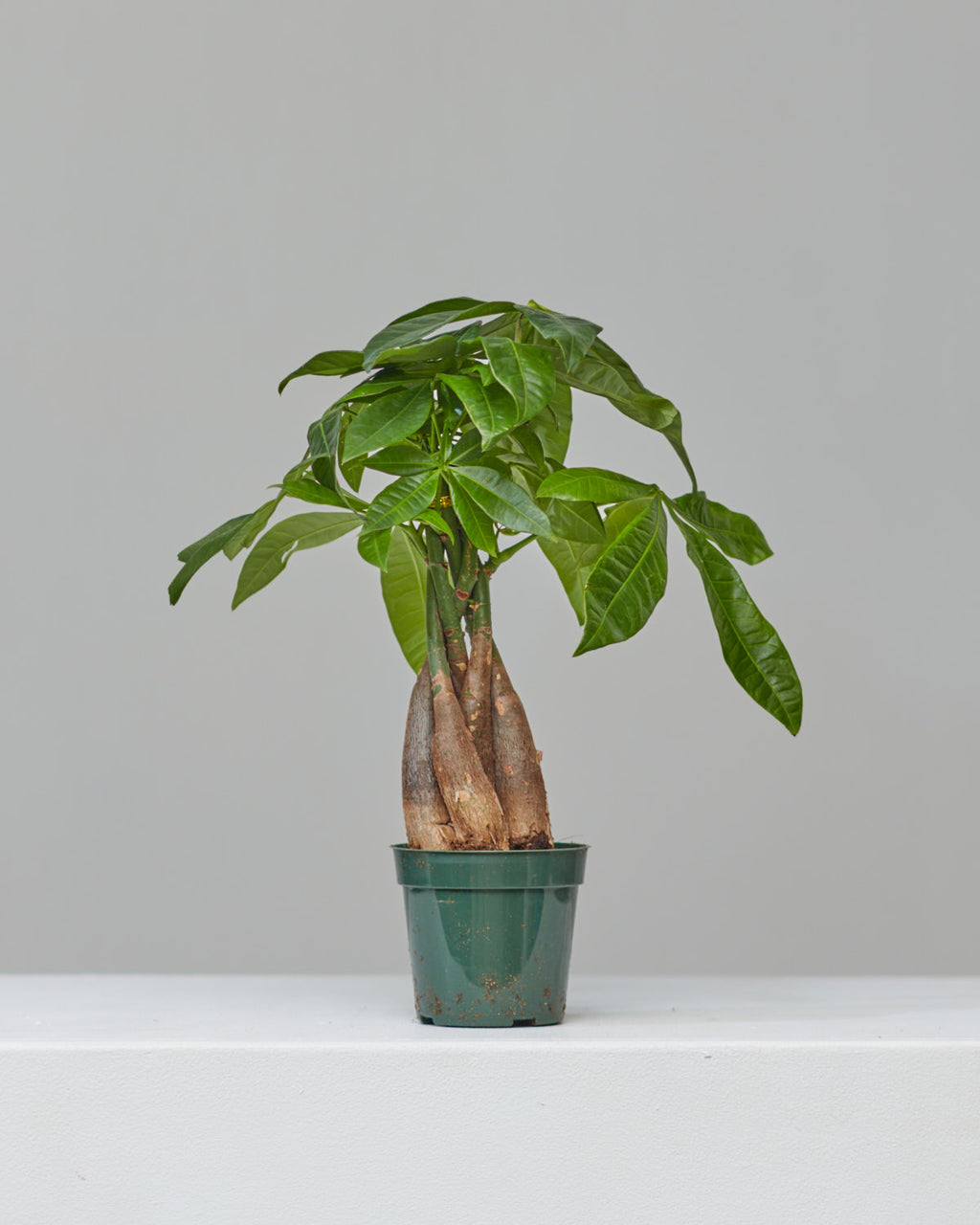 5 money tree Money Tree: Pachira aquatica